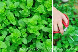 Everything You Need to Know About Growing Mint