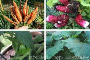 How to Maximize Your Vegetable Garden Space