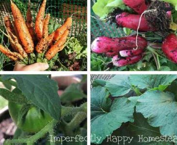 How to Maximize Your Vegetable Garden Space