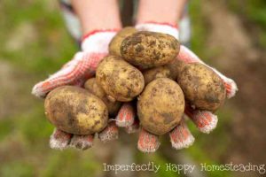 How to Grow Potatoes Anywhere