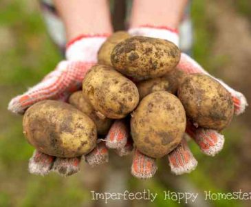 How to Grow Potatoes Anywhere