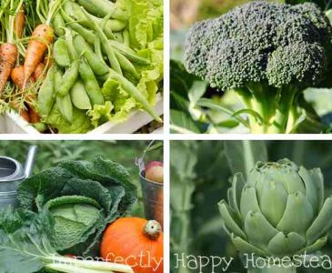 What to Plant in September in Your Vegetable Garden