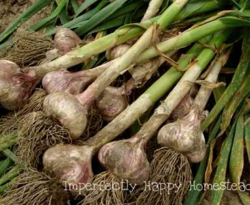 All You Need to Know About Growing Garlic