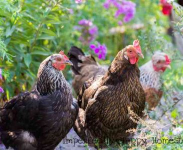 How to Have Happier Chickens 11 Tips