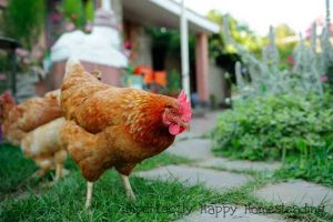 10 Reasons You Should Not Become a Backyard Homesteader