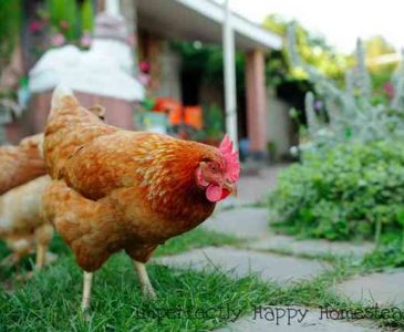10 Reasons You Should NOT Become a Backyard Homesteader