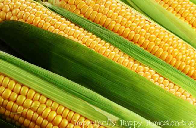 Growing Corn in Your Backyard Everything You Need to Know.