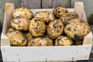 homegrown potatoes backyard vegetable garden