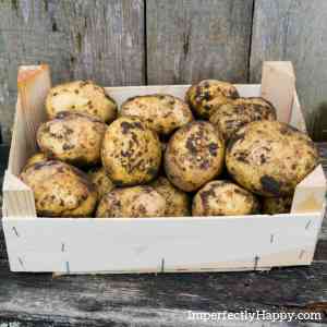 homegrown potatoes backyard vegetable garden