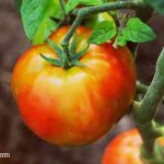 growing tomatoes at home
