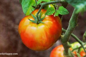 growing tomatoes at home