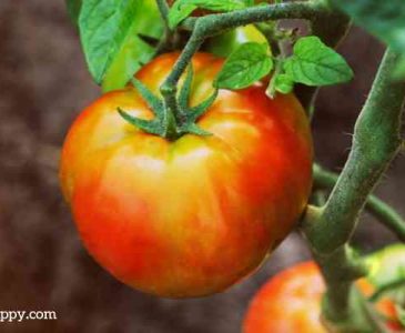 Growing Tomatoes At Home