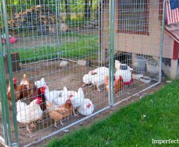 Chicken Coop Plans and Tips