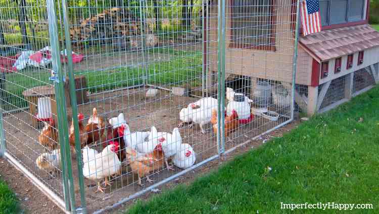 chicken coop plans and tips