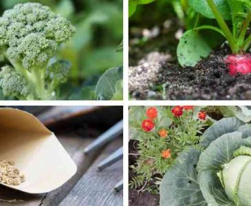 What Seeds You Should Plant in April