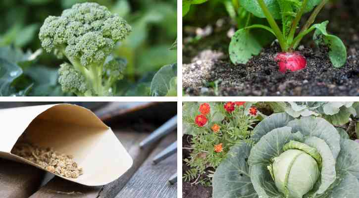 seeds to plant in april by gardening zone
