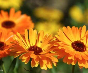 Flowers to Plant in Vegetable Gardens