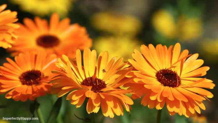 flowers to plant in vegetable gardens