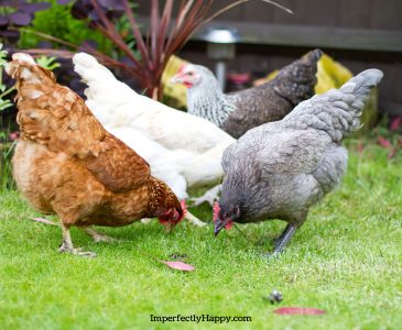 Secret Backyard Chickens How to Keep a Stealth Coop