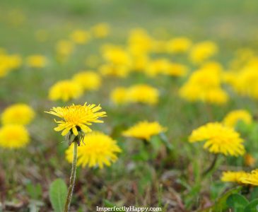 The Benefits of Dandelion and How to Use It