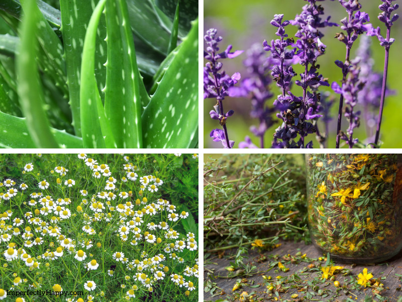 Medicinal Garden What You Want to Plant. Aloe Vera, lavender chamomile, st johns wort