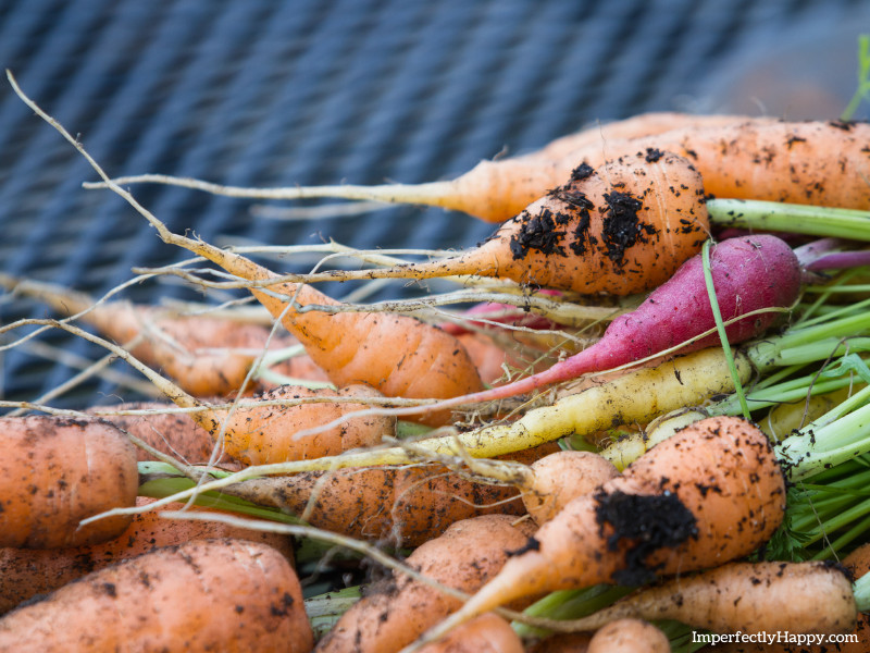 Root Cellar Alternatives - freshly harvested carrots ready for storage