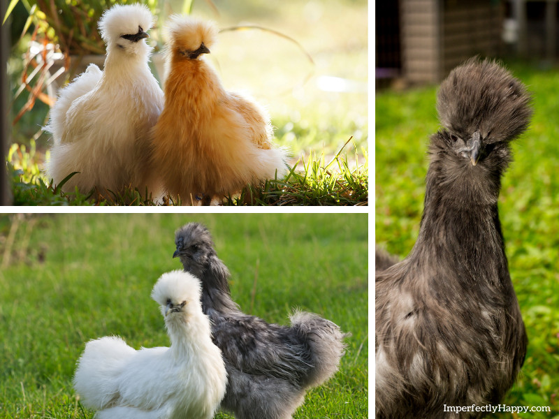 the silkie chicken - 3 stills shot of silkies, white, buff and blue