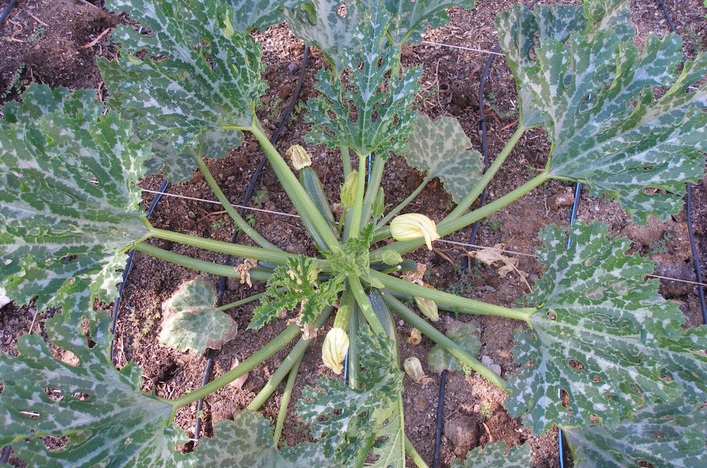 Easy to Grow Vegetables - Zucchini