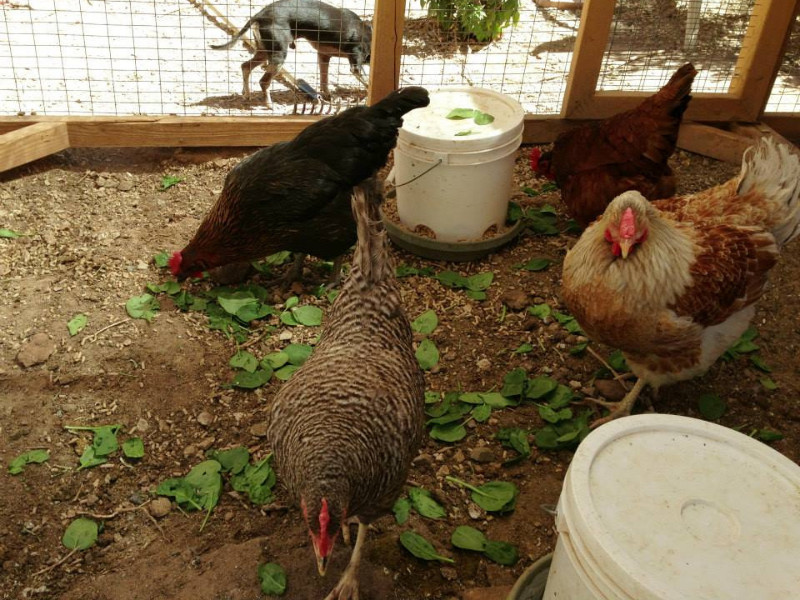 Backyard Chickens 101 - coop