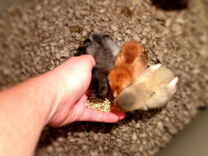 Backyard Chickens 101 - feeding chicks from my hand