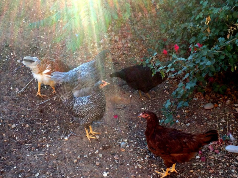 Backyard Chickens 101 - pullets in the yard