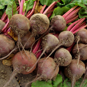 Easy to Grow Vegetables - beets