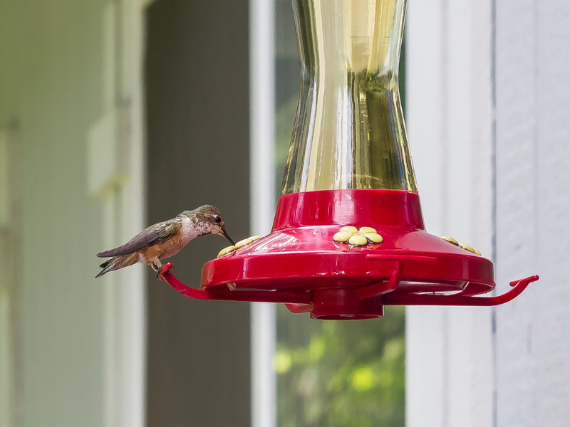 The best hummingbird feeds for homemade nectar.
