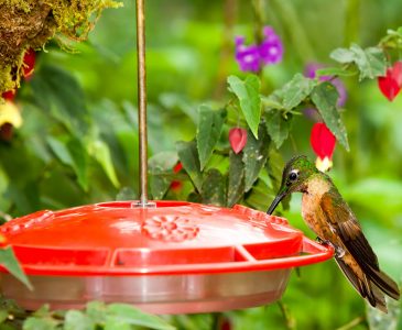 Make Your Own Hummingbird Food