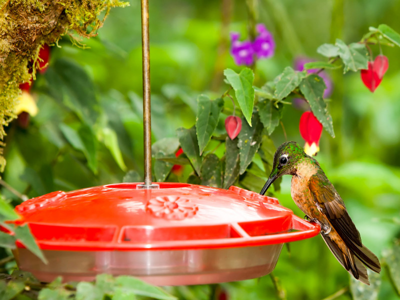 Make Your Own Hummingbird Food - bird feeding with bright background