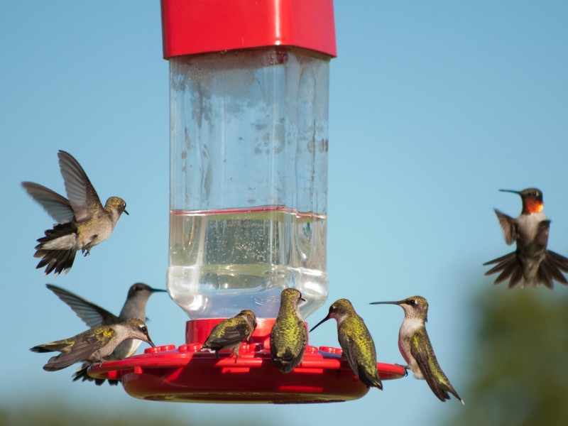 Hummingbirds feeding on homemade nectar 