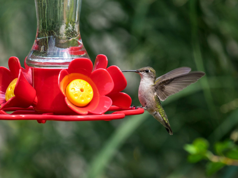 Make Your Own Hummingbird Food - feeder and bird with wings out.