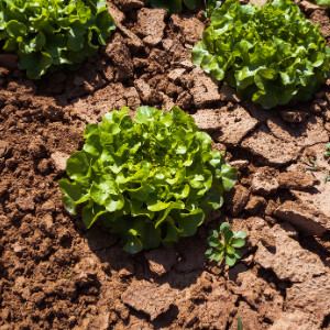 Easy to Grow Vegetables - lettuce