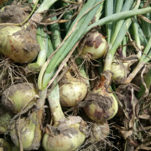 Easy to Grow Vegetables onions