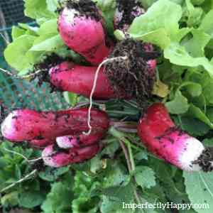 Easy to Grow Vegetables - Radishes