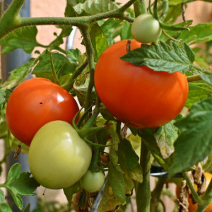 Easy to Grow Vegetables - Tomatoes