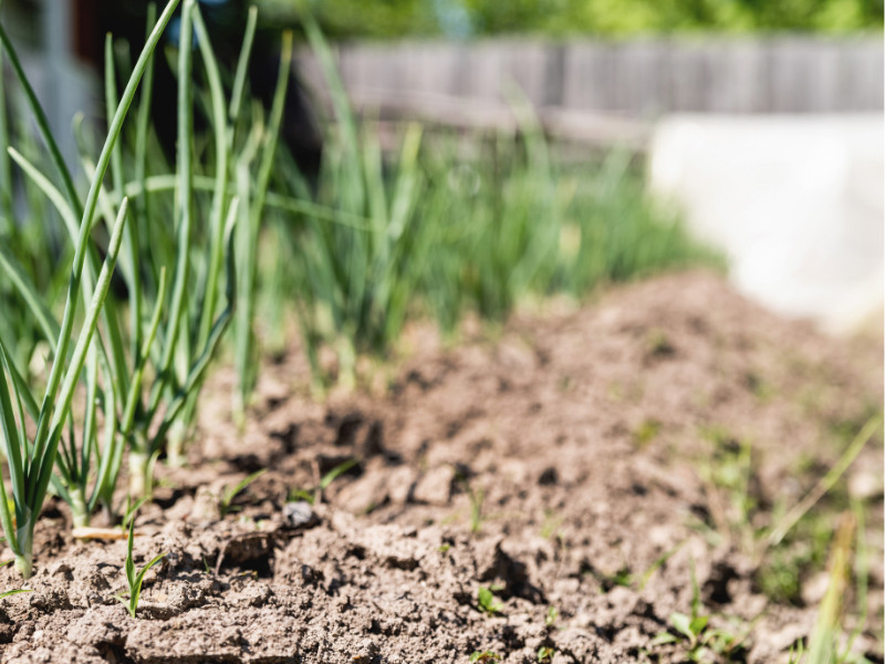 How to Grow Scallions or Green Onions in Your Backyard