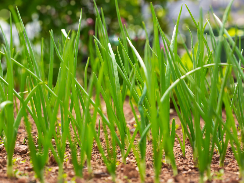 How to Grow Scallions in Your Backyard