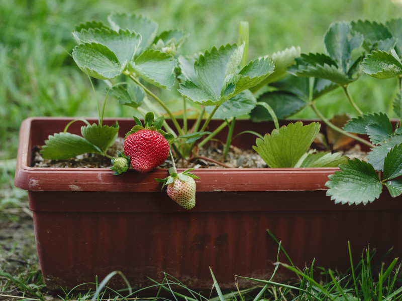 How to Grow Strawberries in container