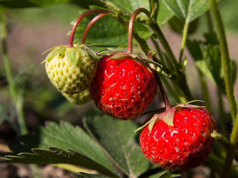How to Grow Strawberries Close Up
