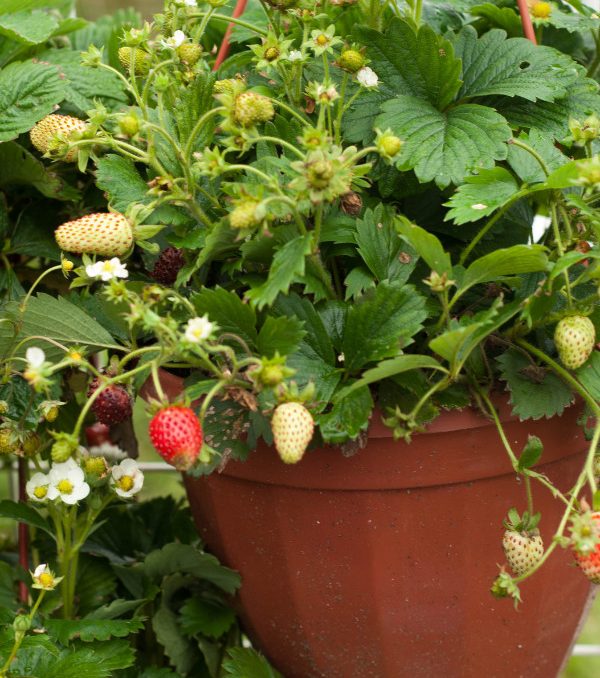 How to Grow Strawberries in Your Backyard in pots