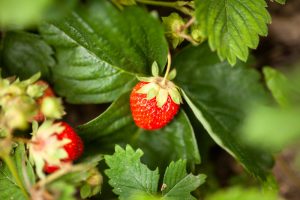 How to Grow Strawberries in Your Backyard