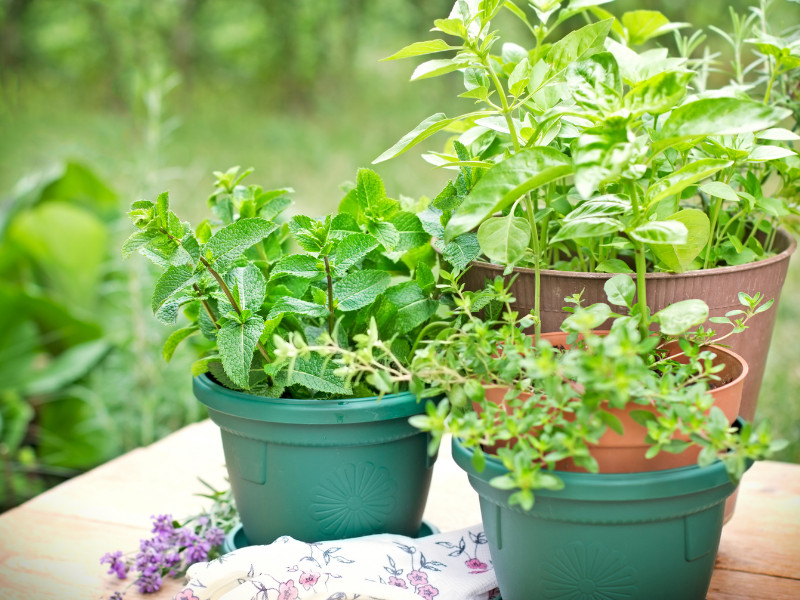 60 herbal plants to grow for homemade tea