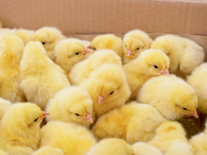 How to Buy Chickens Online - chicks in a box