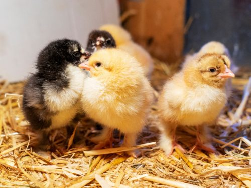 How To Buy Chickens Online The Imperfectly Happy Home